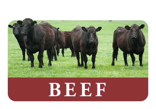 Commercial Beef
