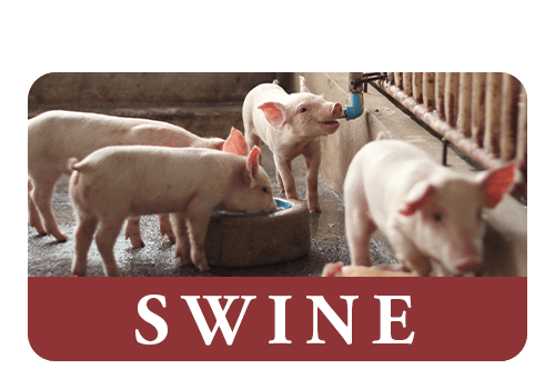 Commercial Swine